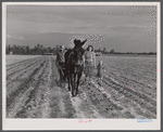 Levi Usher and his family plowing their two-acre tract in the community garden at Hazlehurst Farms, Georgia.