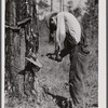 Chipping turpentine at Hazelhurst Farms, Hazelhurst, Georgia.