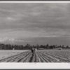 Levy Usher and his family plowing their two-acre tract in the community garden at Hazlehurst Farms. Georgia.