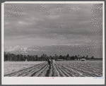 Levy Usher and his family plowing their two-acre tract in the community garden at Hazlehurst Farms. Georgia.