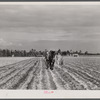 Levy Usher and his family plowing their two-acre tract in the community garden at Hazlehurst Farms. Georgia.