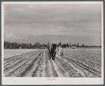Levy Usher and his family plowing their two-acre tract in the community garden at Hazlehurst Farms. Georgia.
