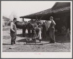Shoeing a mule in Glenloch. Heard County, Georgia.