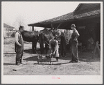 Shoeing a mule in Glenloch. Heard County, Georgia.
