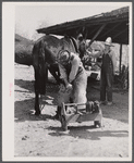 Shoeing a mule in Glenloch. Heard County, Georgia.