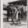 Shoeing a mule in Glenloch. Heard County, Georgia.