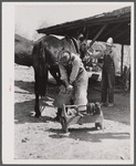 Shoeing a mule in Glenloch. Heard County, Georgia.