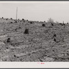 Cut-over land in Heard County, Georgia.