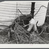 Feeding grain into ensilage cutter. Farm near Rockville, Maryland.