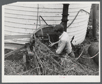 Feeding grain into ensilage cutter. Farm near Rockville, Maryland.