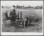 Adjusting cutter. Farm near Rockville, Maryland.