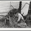 Feeding ensilage cutter. Farm near Rockville, Maryland.