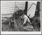 Feeding ensilage cutter. Farm near Rockville, Maryland.