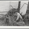 Feeding ensilage cutter. Farm near Rockville, Maryland.