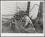 Feeding ensilage cutter. Farm near Rockville, Maryland.