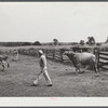 Leading bull into enclosure. Farm near Rockville, Maryland.
