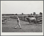 Leading bull into enclosure. Farm near Rockville, Maryland.
