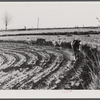 Planting cotton near Franklin. Heard County, Georgia.