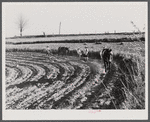 Planting cotton near Franklin. Heard County, Georgia.