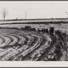 Planting cotton near Franklin. Heard County, Georgia.