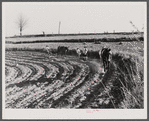 Planting cotton near Franklin. Heard County, Georgia.