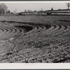 Planting cotton in Heard County, near Franklin, Georgia.