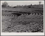 Planting cotton in Heard County, near Franklin, Georgia.