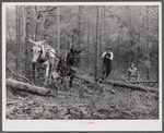 Hauling logs. Heard County, Georgia.