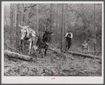 Hauling logs. Heard County, Georgia.