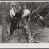 Hauling logs with mules. Heard County, Georgia.