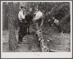 Hauling logs with mules. Heard County, Georgia.