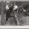 Hauling logs with mules. Heard County, Georgia.