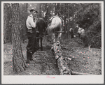 Hauling logs with mules. Heard County, Georgia.