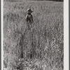 Mr. Lemuel Smith grows his oats for feed. His son Colie in field. Carroll County, Georgia.