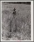 Mr. Lemuel Smith grows his oats for feed. His son Colie in field. Carroll County, Georgia.