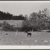 Iola Smith, daughter of Lemuel Smith, FSA (Farm Security Administration) borrower, driving their cows into the pasture. Carroll County, Georgia.