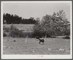 Iola Smith, daughter of Lemuel Smith, FSA (Farm Security Administration) borrower, driving their cows into the pasture. Carroll County, Georgia.