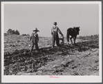 Lemuel Smith, FSA (Farm Security Administration) borrower, plowing; his son, Colie, planting peas. Carroll County, Georgia.