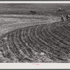Planting cotton. Heard County, Georgia.