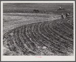 Planting cotton. Heard County, Georgia.