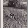 Plowing. Heard County, Georgia.