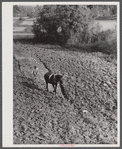 Plowing. Heard County, Georgia.
