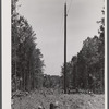 A REA (Rural Electrification Administration) line through the pines in Greene County, Georgia.