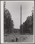 A REA (Rural Electrification Administration) line through the pines in Greene County, Georgia.