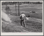 Liming a FSA (Farm Security Administration) pasture. Greene County, Georgia.