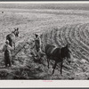 Planting cotton in Heard County, Georgia.
