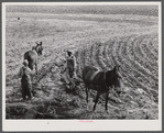 Planting cotton in Heard County, Georgia.