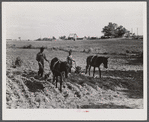 Lloyd Rhodes, Negro tenant, planting cotton. Near Bethany, Greene County, Georgia.