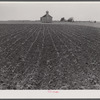 Church and cotton field near Greensboro, Alabama.