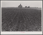 Church and cotton field near Greensboro, Alabama.